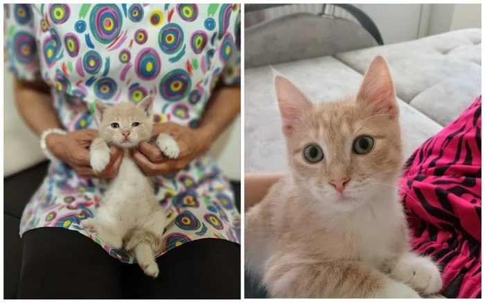 Continuation of the post 749 tail found its home. A kitten who was abandoned in a bag with his brothers and sisters at our doctor's house - My, cat, Animal Rescue, Found a home, Vertical video, Post #11637635, Pick-up headphones, Video, Longpost, Reply to post