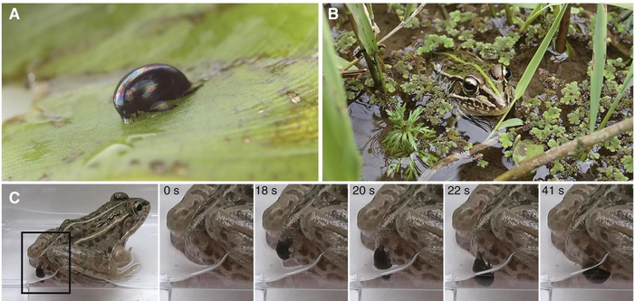Водяной жук спасается из съевшей его лягушки!