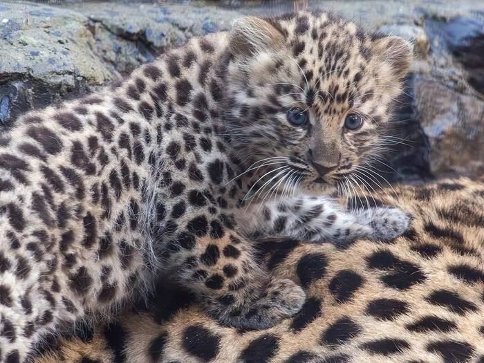 Good news - Newborn, Young, Leopard, Far Eastern leopard, Big cats, Cat family, Predatory animals, Wild animals, Novosibirsk Zoo, The photo, Video, Vertical video, Longpost, YouTube (link)