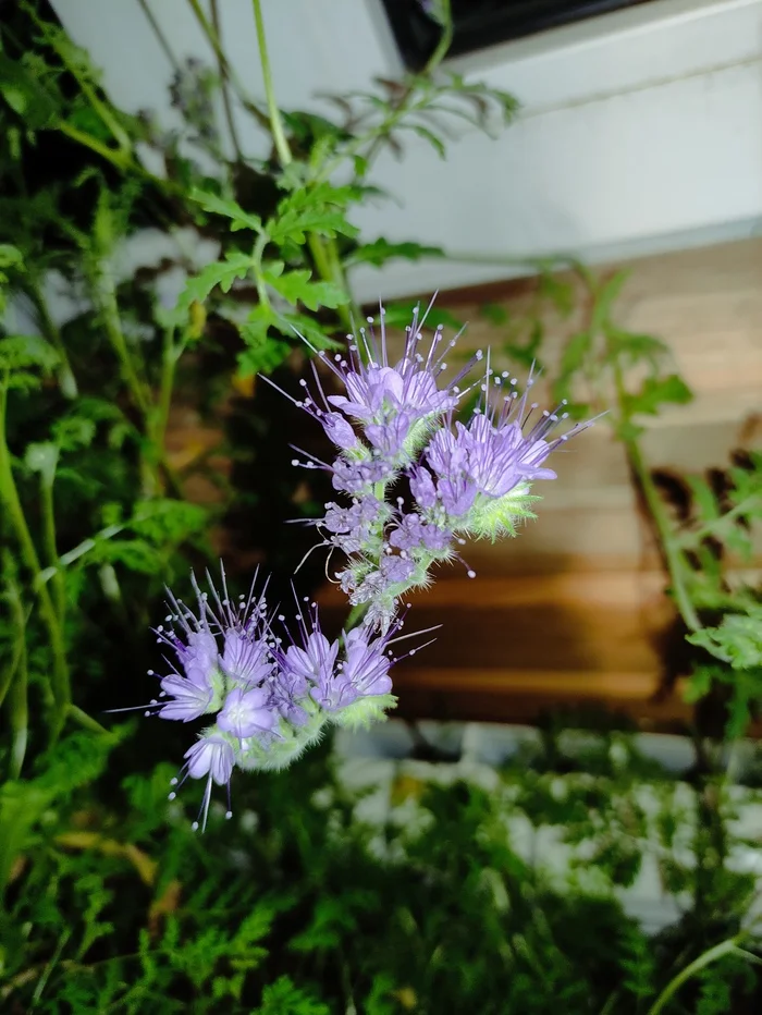 Phacelia is blooming - My, Flowers, beauty, The photo, Bloom, Beautiful view