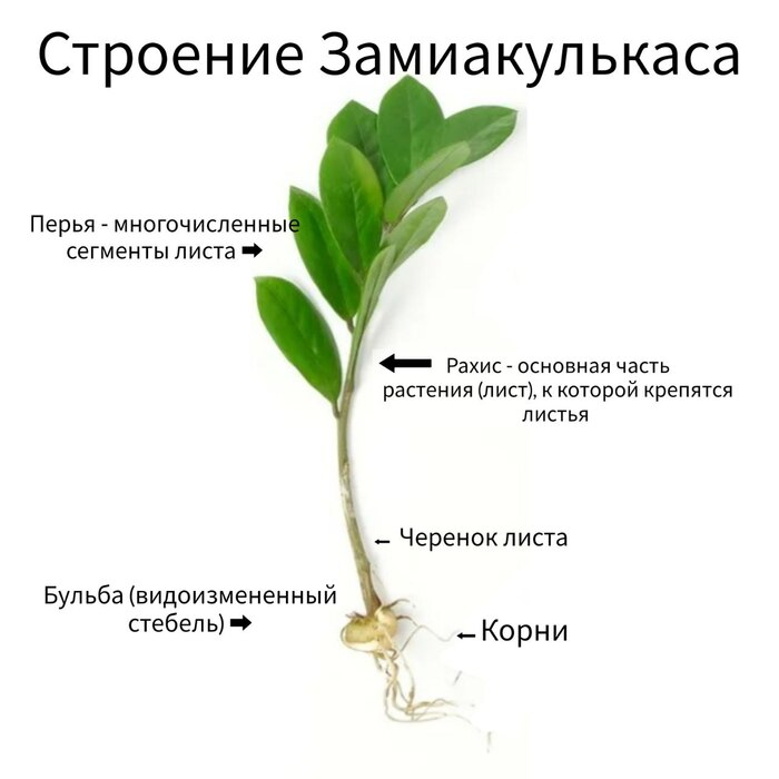 Особенности строения Замиокулькаса