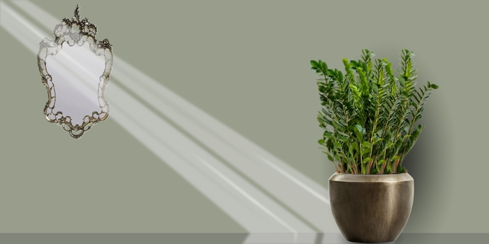 Замиокулькас в интерьере