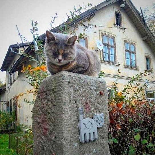 Cat cities of Russia - My, sights, Travel across Russia, Road trip, Travels, Tourism, cat, Cat family, Small cats, Kittens, Cities of Russia, Auto, Motorists, A selection, Drive, Longpost