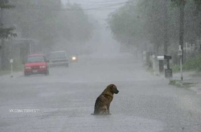 He has seen a lot of evil in his life. - The photo, Dog, Animals, Pets, Sadness, Care, Kindness, Poems