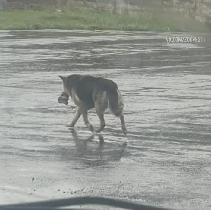 Stray Shepherd With Toy in Teeth Rescued in Detroit - The rescue, Homeless animals, The photo, Dog, Animals, Pets, Kindness, Care, Longpost