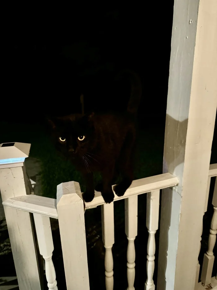 He disappeared like a thief in the night... - The photo, cat, Black cat, Animals