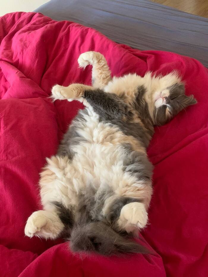 ��� ��������