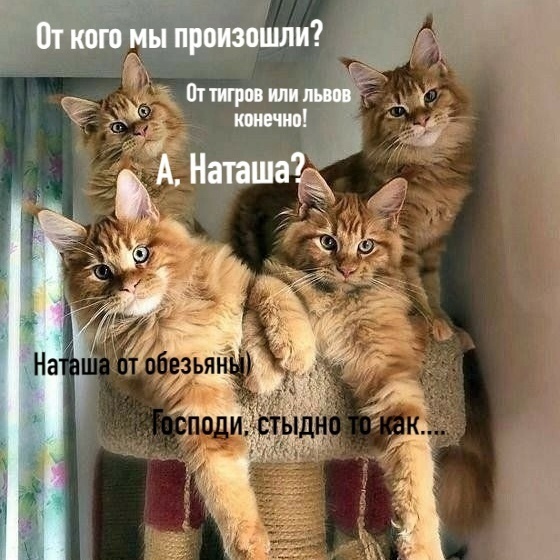 Who are we descended from? - Picture with text, Humor, cat