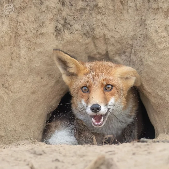 What are you doing here, huh? - The photo, Fox, Animals, In the animal world, Nora