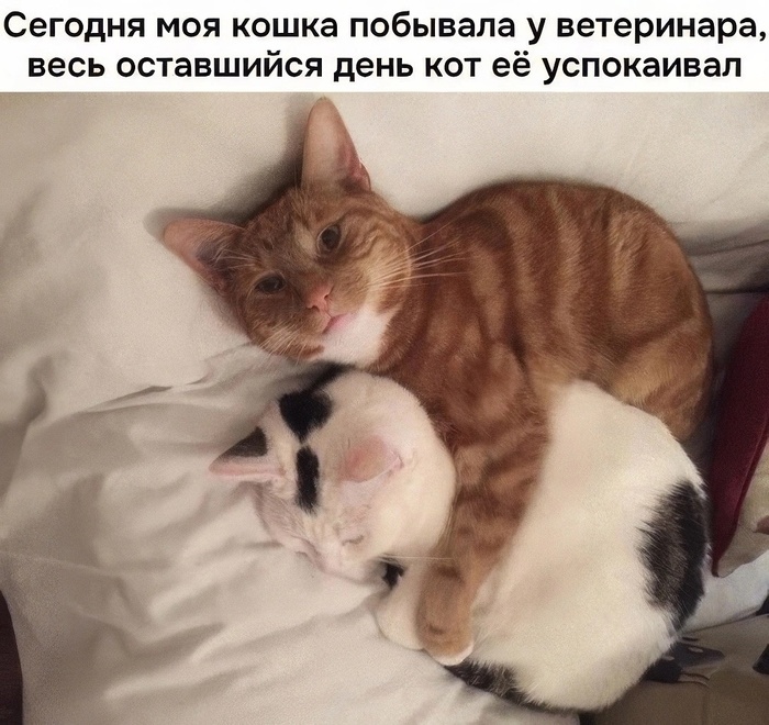 Заботливый кот