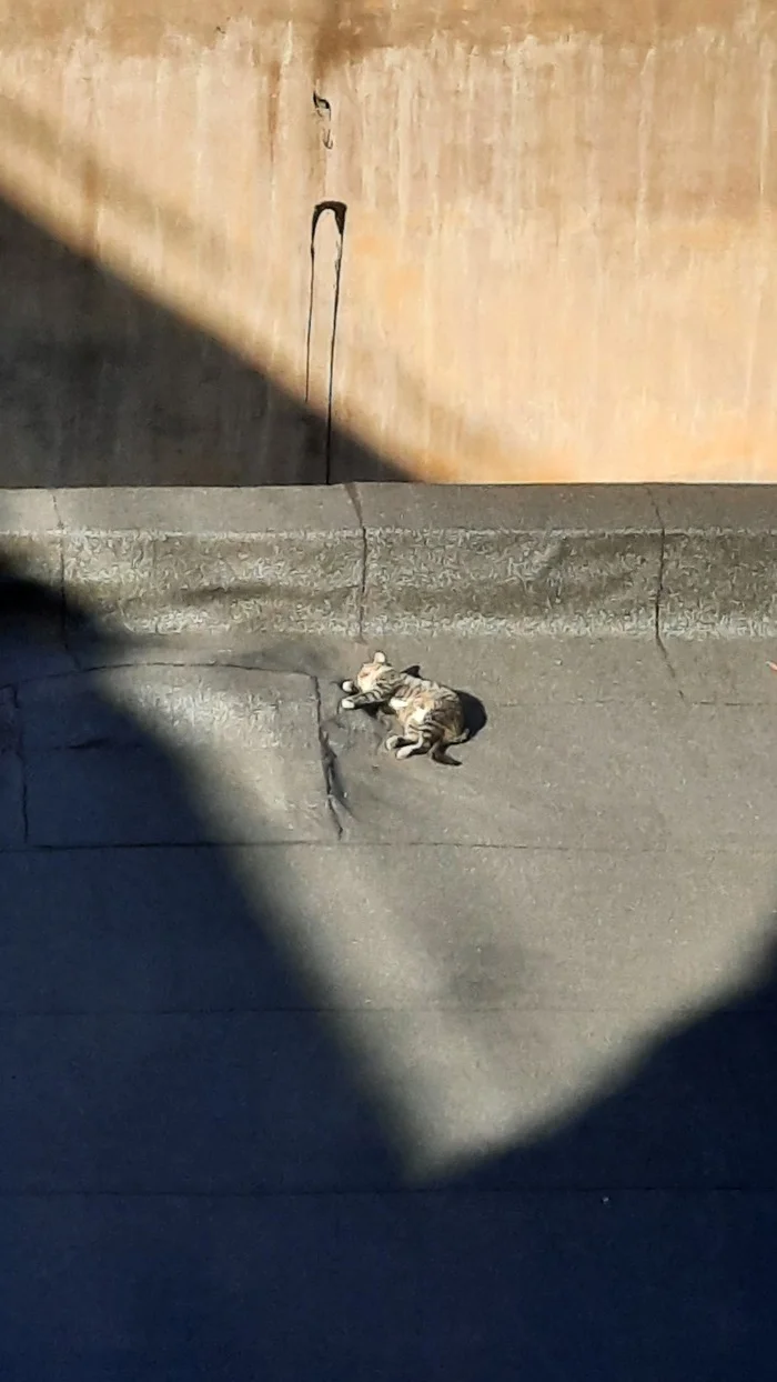 Petersburg 2in1: roof and cat) - My, cat, Roof, Saint Petersburg