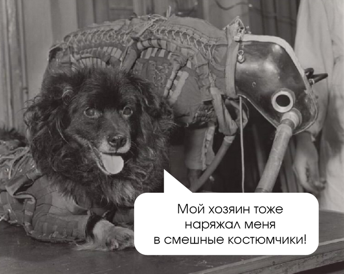 Мишка. Источник оригинального изображения: <!--noindex--><a href="https://pikabu.ru/story/malenkie_tragedii_v_kosmose_istorii_zhivotnyikhkosmonavtov_11797530?u=https%3A%2F%2Fclck.ru%2F3DEG9A&t=https%3A%2F%2Fclck.ru%2F3DEG9A&h=9b5d75a83d41c64f61c3566f8266224fe8517cf2" title="https://clck.ru/3DEG9A" target="_blank" rel="nofollow noopener">https://clck.ru/3DEG9A</a><!--/noindex-->