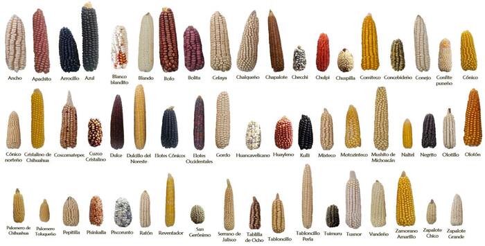 You say corn, corn... - My, Aztecs, Mesoamerica, Corn, Food, Kitchen, Longpost