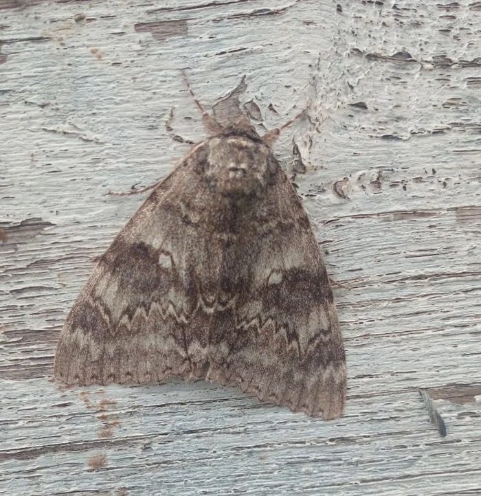 The moth hid on the wall of the hive - My, Butterfly, Butterfly, Mimicry, Apiary, Insects, The photo, Longpost