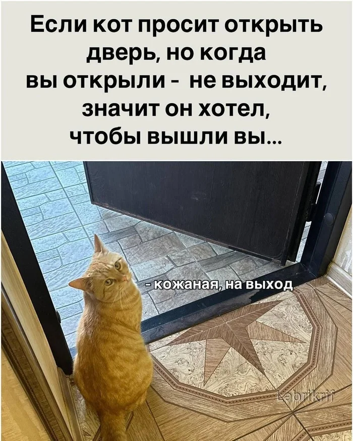 Cat's - cat, Cat family, Strange humor, Leather products, Door, The door was washed down, Picture with text