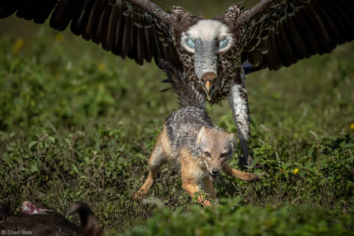 African vulture chases black-backed jackal - Endangered species, Vulture, Birds, Predator birds, Jackal, Canines, Predatory animals, Wild animals, wildlife, National park, Serengeti, Africa, The photo