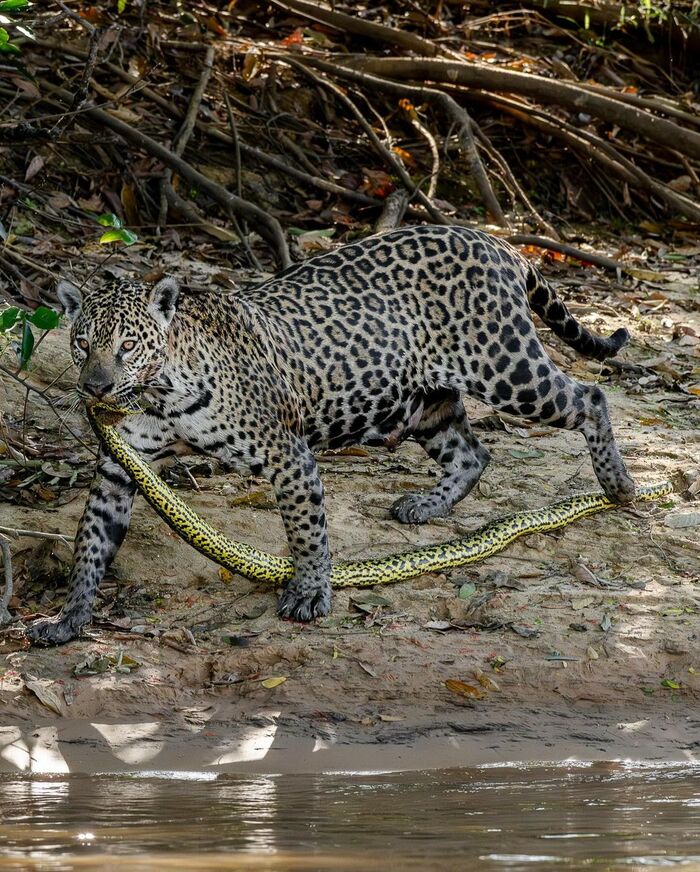 Jaguar drags Paraguayan anaconda - Jaguar, Big cats, Cat family, Predatory animals, Wild animals, wildlife, South America, The photo, Mining