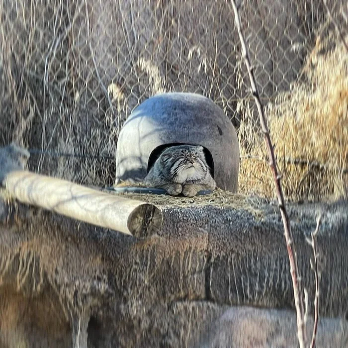 Печальная новость из Hogle Zoo - Манул, Малые кошки, Хищные животные, Семейство кошачьих, Зоопарк, Смерть, Некролог