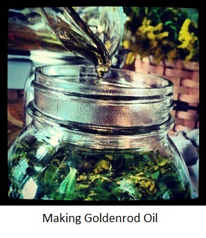 Goldenrod (Solidago canadensis, spp.) Your friend in the fight against chronic fatigue, also a remedy for cat allergies - Nutrition, Biology, Healthy lifestyle, Goldenrod, Canadian goldenrod, Diet, Sports Tips, Slimming, Proper nutrition, Allergy, Excess weight, Exercises, Video, Longpost