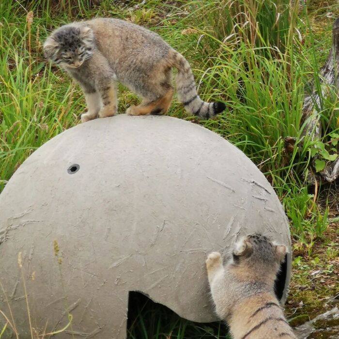 Мимишата исследуют непонятный объект