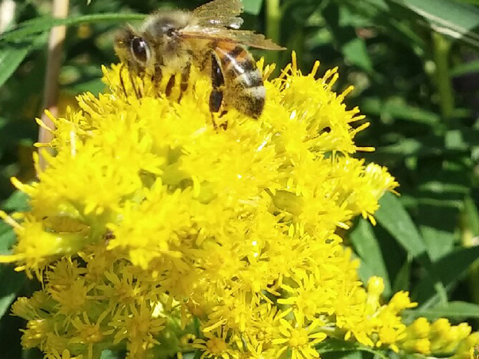  K ( Solidago canadensis, spp .)      ,       , , , ,  , ,  , ,  , ,  , , , 