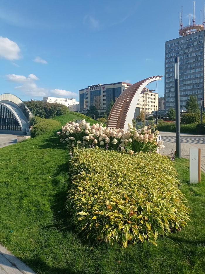 Гортензии цветут. Эспланада г. Пермь