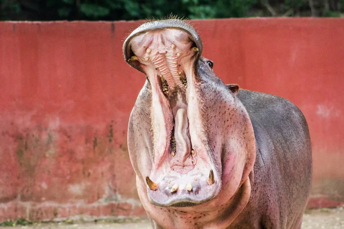 Colombia Allows Hunt for Escobar's 'Cocaine Hippos' - hippopotamus, Pablo Escobar, Colombia, South America, wildlife, Wild animals, Dangerous animals, Protection of Nature, Ecology, Life safety, Artiodactyls, Ungulates