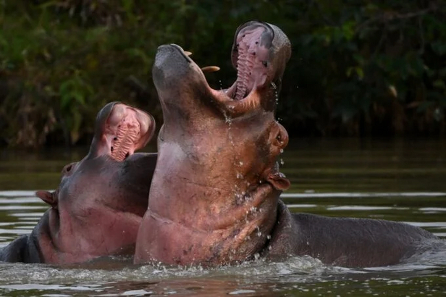 Colombia Allows Hunt for Escobar's 'Cocaine Hippos' - hippopotamus, Pablo Escobar, Colombia, South America, wildlife, Wild animals, Dangerous animals, Protection of Nature, Ecology, Life safety, Artiodactyls, Ungulates