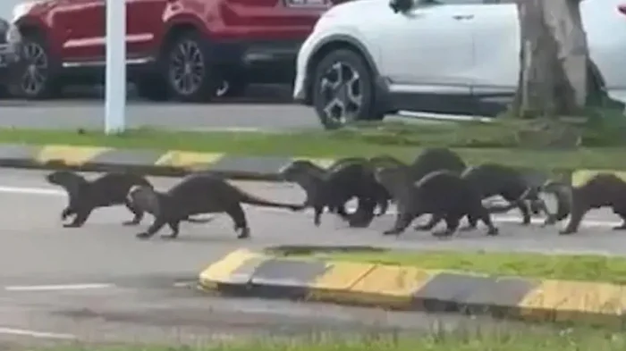 A pack of otters nearly killed a girl who went jogging in Malaysia - Otter, Predatory animals, Wild animals, Dangerous animals, Cunyi, Attack, Wound, Malaysia, Incident