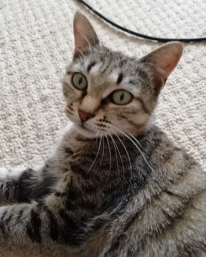 Когда не покормили в шестой раз за день: