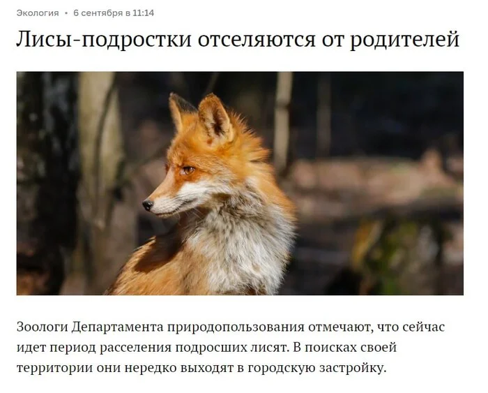 Teenage foxes are moving away from their parents, but you still haven't - Wild animals, Fox, Moscow