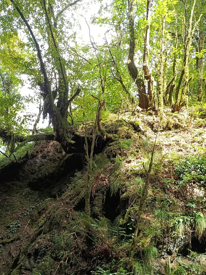 Fairytale forest - Nature, Forest, Story, Lord of the Rings, Longpost, The photo