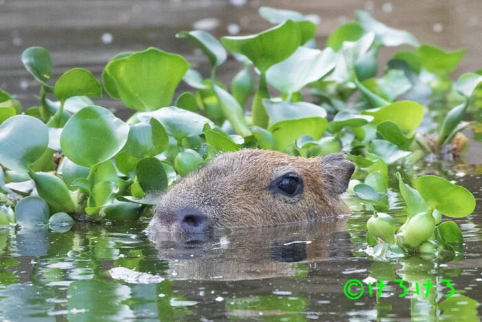 Hippo - Capybara, Wild animals, Zoo, Rodents, Water