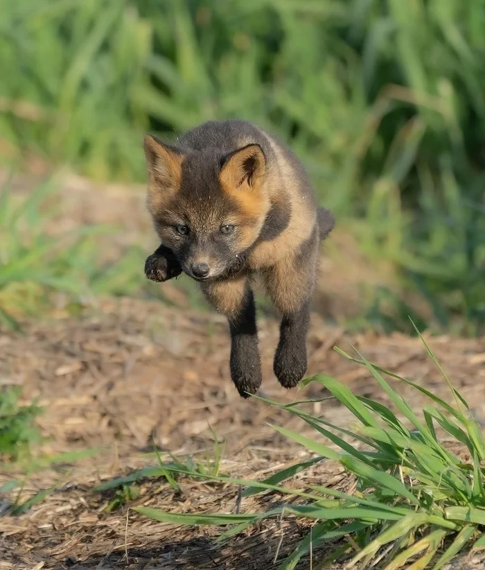 The first second - the flight is normal... - The photo, Fox, Animals, In the animal world, Bounce