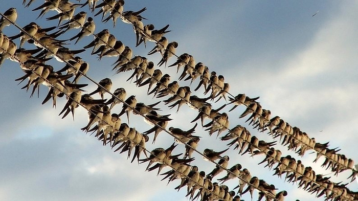 Ласточки готовятся навернуть 13 тысяч км за пару недель. Именно столько составляет их миграционный маршрут.