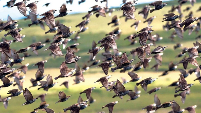 Перелетные стаи могут насчитывать десятки тысяч особей. Но некоторые из них объединяются с другими видами, и тогда поголовье становится ещё больше!