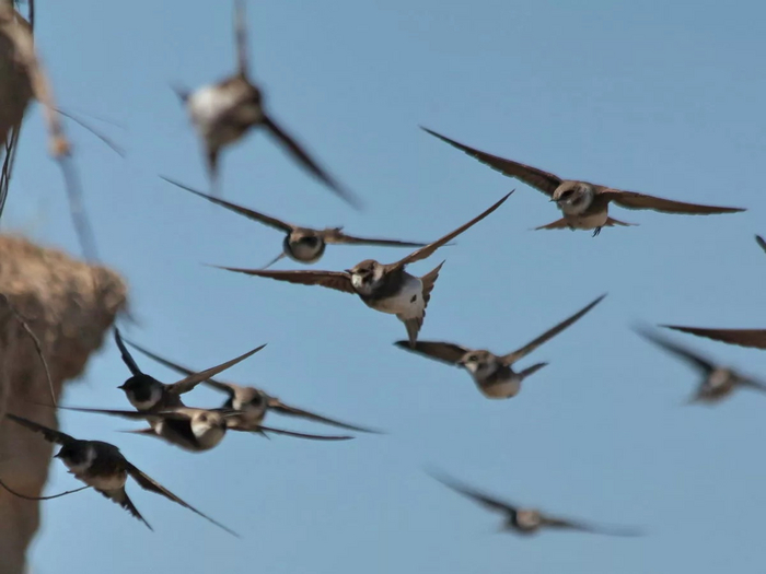 Осенью черные стрижи летят заковыристым маршрутом. Но на сезон размножения птицы спешат со всех крыльев и летят к местам гнездования почти напрямую!