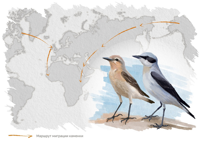 Интересно, что птицы продолжают летать из Аляски в Африку просто потому, что привыкли! Их исторический ареал расширился, но летать на другой конец света они не перестали.