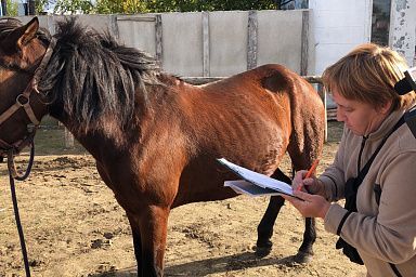 In Yamal, scientists are helping to preserve the Priobsk horse breed - My, Сельское хозяйство, Entrepreneurship, Business, Scientists, Horses, Equine, Breed, Yamal, Genetics