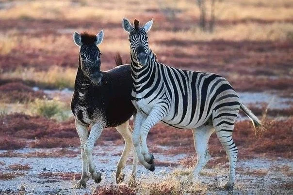 Zebras in Africa are broken! Why are zebras increasingly born without stripes? - zebra, Africa, Animals, Wild animals, Yandex Zen, Yandex Zen (link), Longpost, Odd-toed ungulates, Ungulates, Quagga, Burchell's zebra