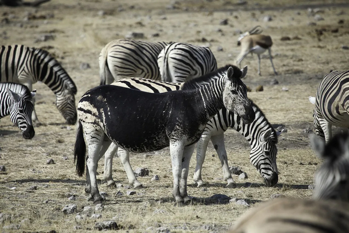 Всего существует 3 вида зебр. Отличить их можно в том числе по полоскам.