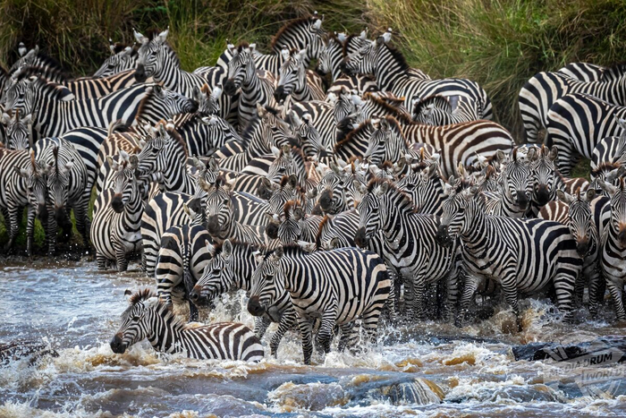 Даже от фотографии болеть глаза начинают, представляете, как полоски мельтешат вживую?