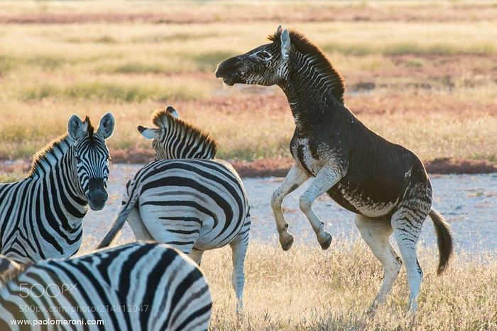 Говорила мне мама: не выпендривайся! Теперь от комаров страдаю!