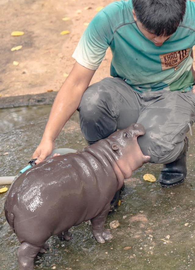 Brutal attack of a wild hippopotamus on a man - hippopotamus, Young, Zoo, Kus