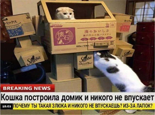 Вредное - Кот, Домашние животные, Breaking News