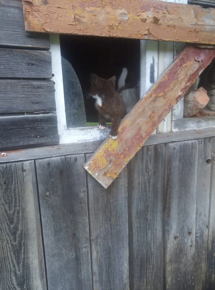 A cat with kittens was thrown into an abandoned house! No one to feed them - The rescue, Homeless animals, cat, In good hands, Kittens, Kaluga region, Moscow region, Russia, The strength of the Peekaboo, No rating, VKontakte (link), Longpost