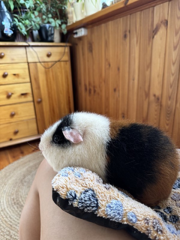 Experience of keeping guinea pigs - My, Personal experience, Animals, Guinea pig, Longpost