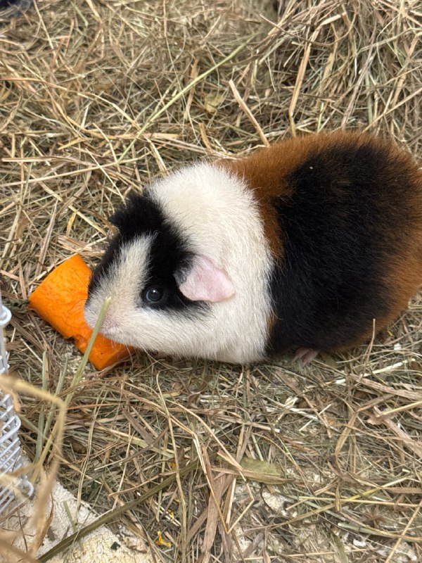 Experience of keeping guinea pigs - My, Personal experience, Animals, Guinea pig, Longpost