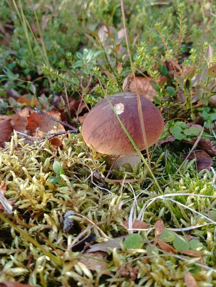 Murmansk mushroom - My, Porcini, Boletus, Mushrooms, Murmansk region, Silent hunt, Longpost