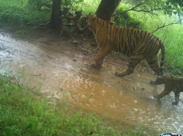 Children are all different - Bengal tiger, Tiger cubs, The photo, Funny animals, Tiger, Milota, Cat family, Predatory animals, Wild animals, Big cats, India, National park, wildlife, Telegram (link)